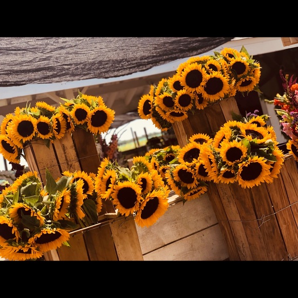 Meet your Posher, Lauren - Picture 1 of 1